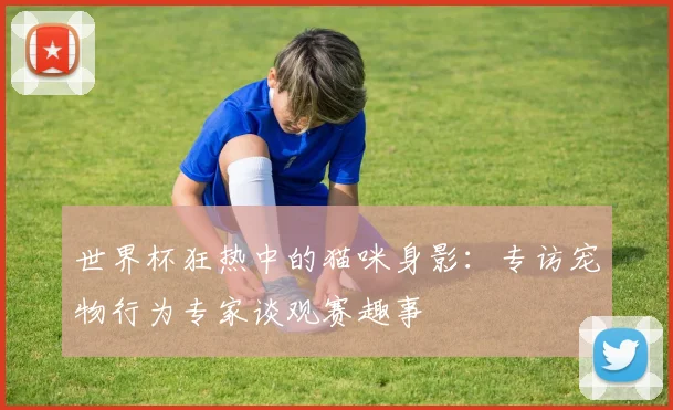 世界杯狂热中的猫咪身影:专访宠物行为专家谈观赛趣事